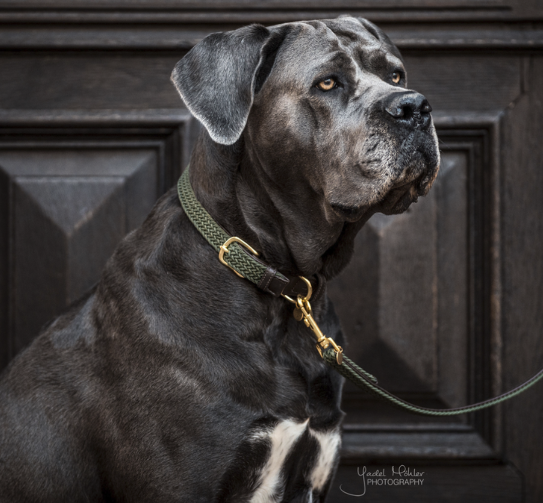 Correa Perro Plaited Nylon Kentucky 120