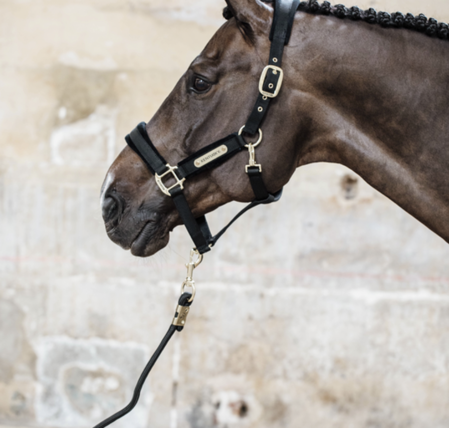 Jaquima Velvet Halter Kentucky