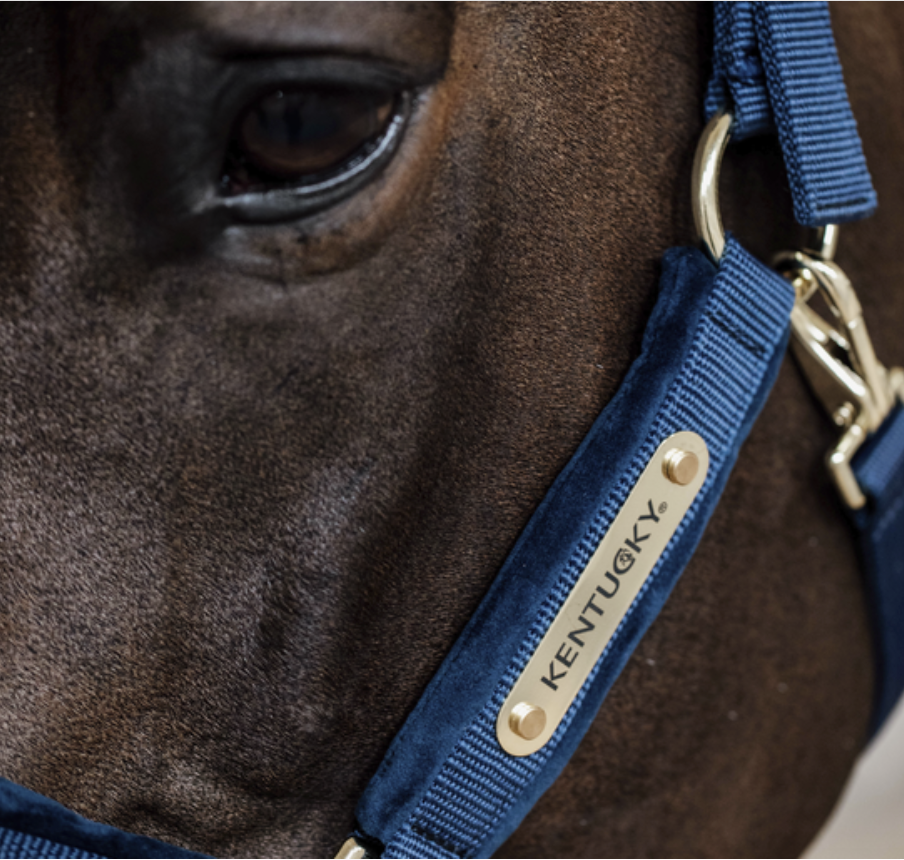 Jaquima Velvet Halter Kentucky