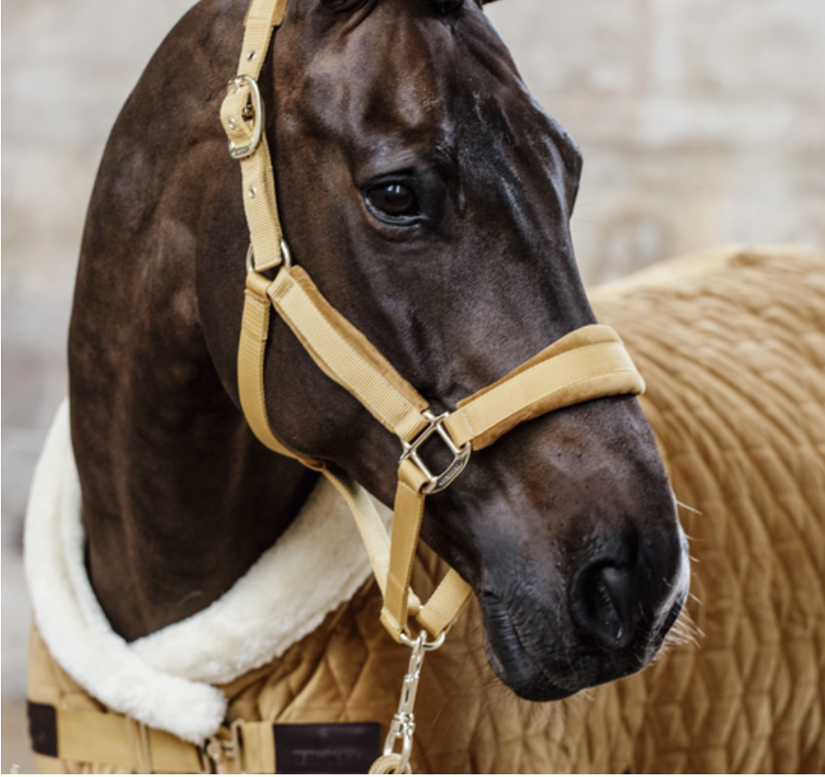 Jaquima Velvet Halter Kentucky