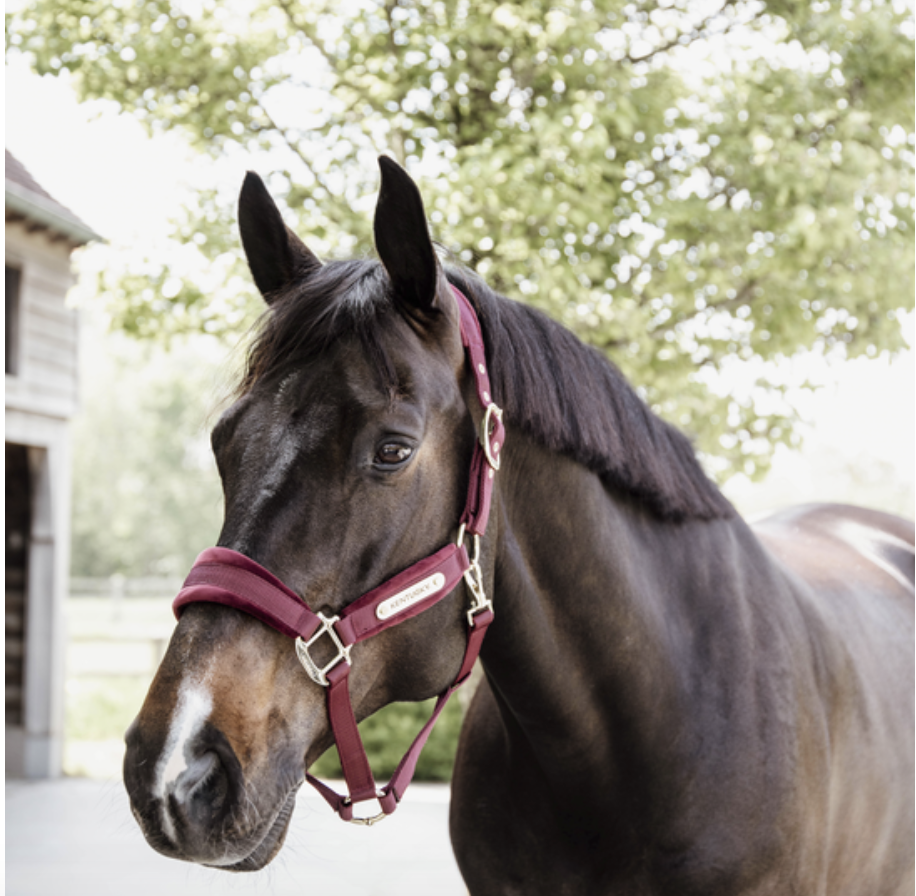 Jaquima Velvet Halter Kentucky