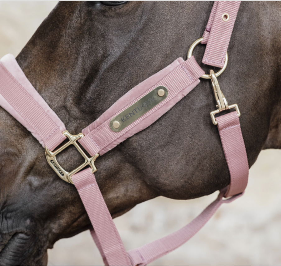 Jaquima Velvet Halter Kentucky