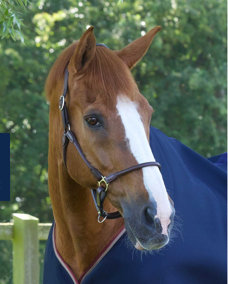 Jaquima de cuero anatómica HENNAROSO