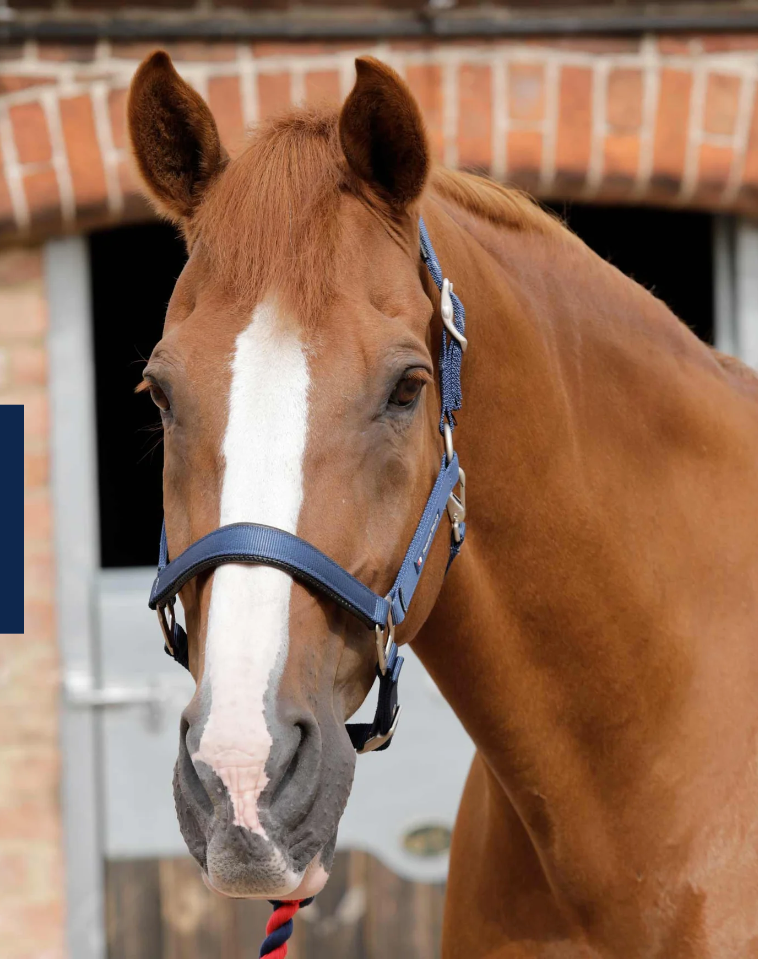 Jaquima Plain Padded