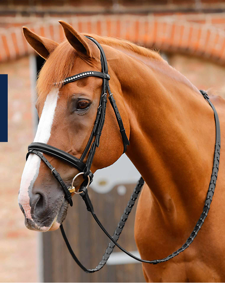 Cabezada Bellisima con frontalera brillos