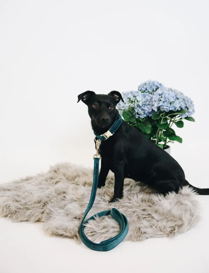 Correa Perro Velvet Dog Lead