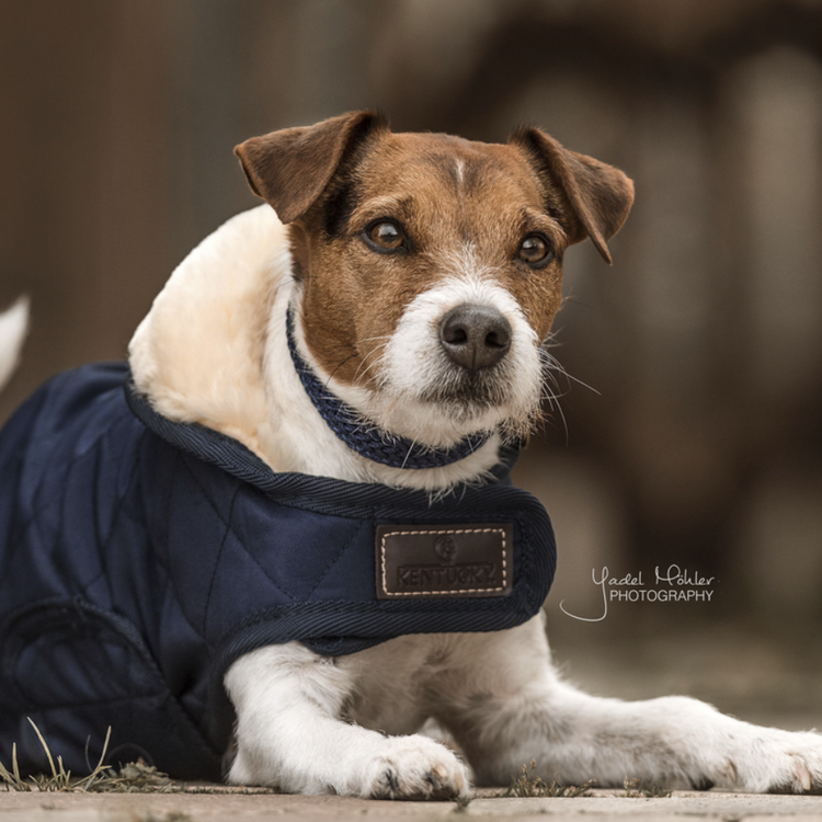 Capas de perro