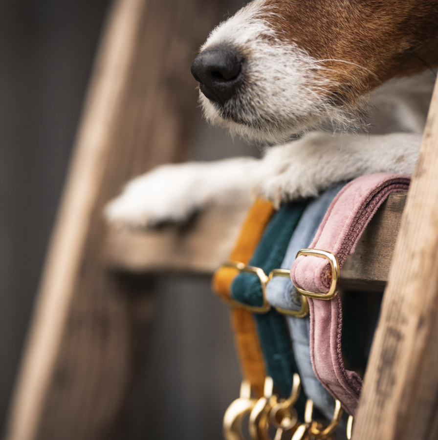 Collar Perro Velvet Kentucky Dogwear